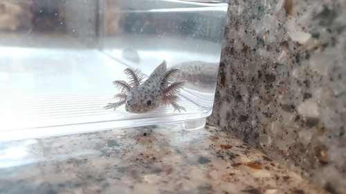 black axolotl for sale Australia, Bandit