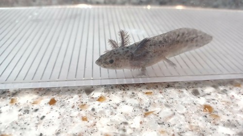 Bandit, black axolotl photo 2