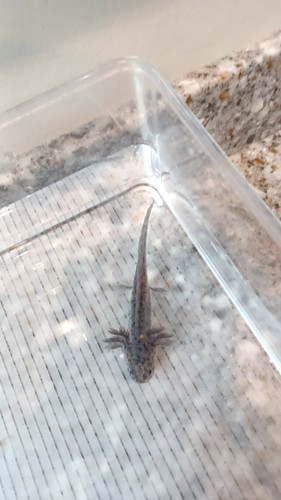 Bandit, black axolotl photo 3