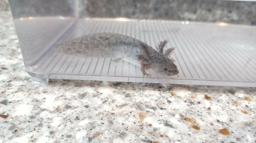 Bandit, black axolotl photo 4