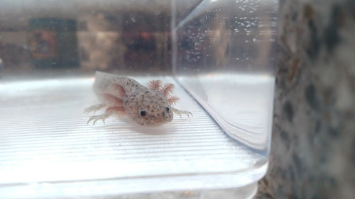 black axolotl for sale Australia, Nimbus