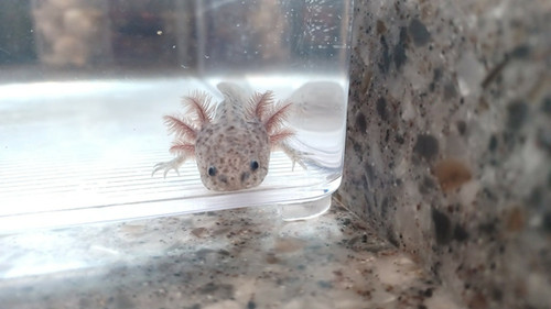 black axolotl for sale Australia, Nimbus