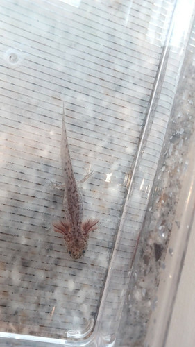 Nimbus, black axolotl photo 3