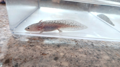 Nimbus, black axolotl photo 4