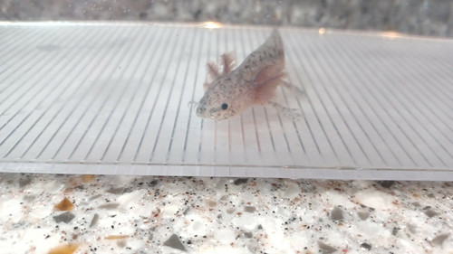 Nimbus, black axolotl photo 5