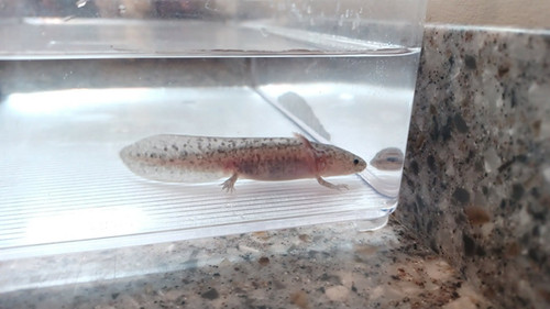 Nimbus, black axolotl photo 6
