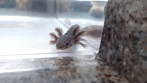 black axolotl for sale Australia, Pepper