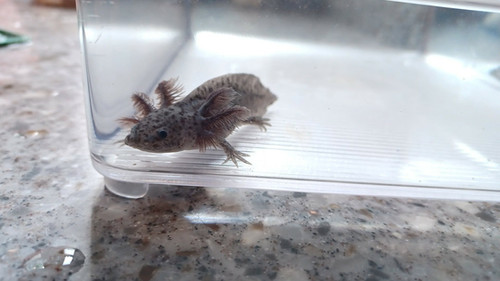 Pepper, black axolotl photo 2