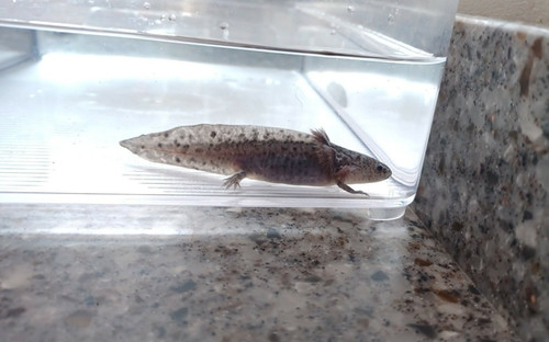 black axolotl for sale Australia, Pepper