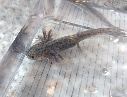 Pepper, black axolotl photo 4