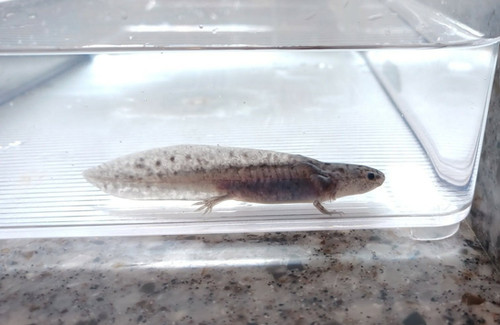 black axolotl for sale Australia, Slate