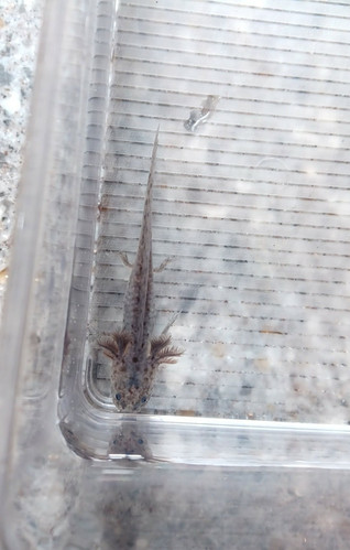 Slate, black axolotl photo 2
