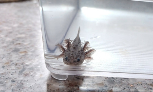 Slate, black axolotl photo 3