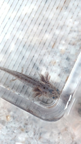 black axolotl for sale Australia, Slate
