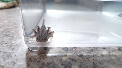 Slate, black axolotl photo 5