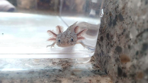 black axolotl for sale Australia, Smokey