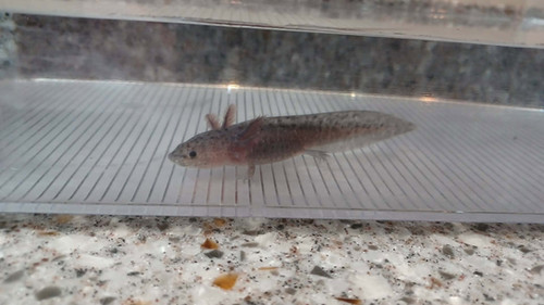 Smokey, black axolotl photo 2