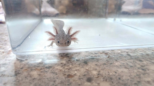 Smokey, black axolotl photo 3