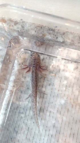 Smokey, black axolotl photo 4