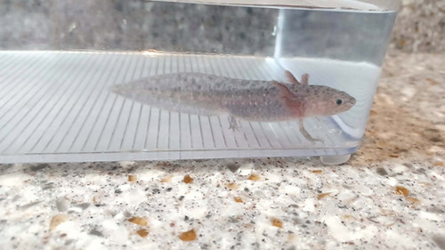 black axolotl for sale Australia, Smokey
