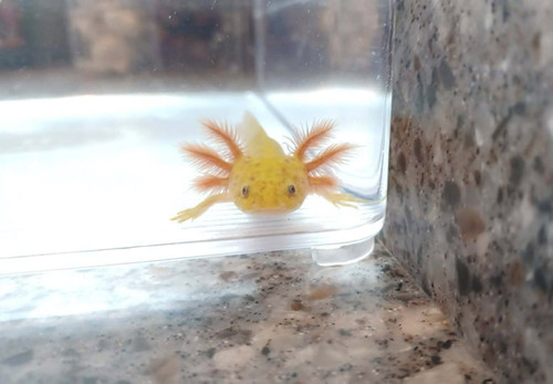 copper axolotl for sale Australia, Amber