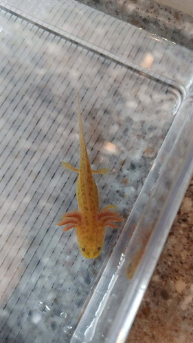 Amber, copper axolotl photo 2