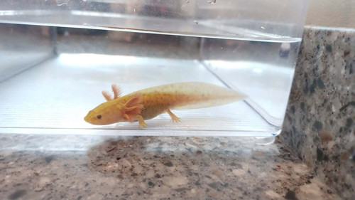 Amber, copper axolotl photo 3