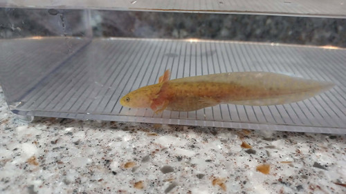 Amber, copper axolotl photo 4