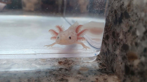 copper axolotl for sale Australia, Biscuit