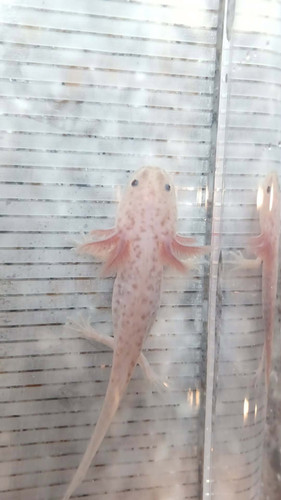 copper axolotl for sale Australia, Biscuit
