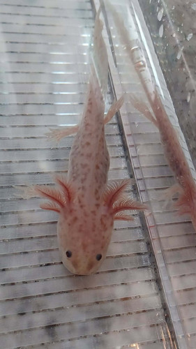 Biscuit, copper axolotl photo 3