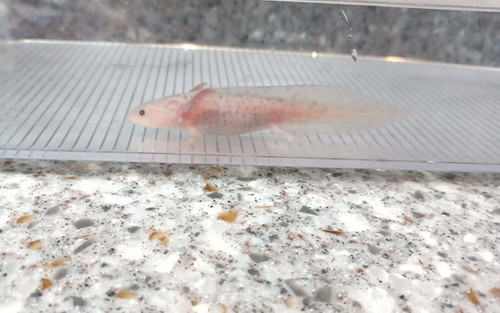 Biscuit, copper axolotl photo 4