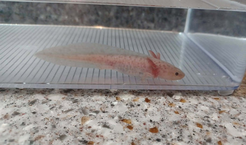 Biscuit, copper axolotl photo 5