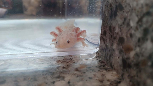 Biscuit, copper axolotl photo 6