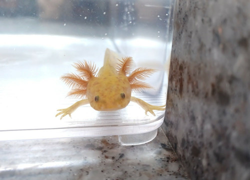copper axolotl for sale Australia, Cinnamon