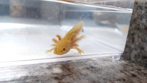 Cinnamon, copper axolotl photo 2