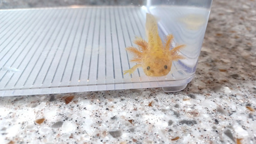 copper axolotl for sale Australia, Cinnamon