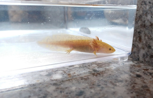 Cinnamon, copper axolotl photo 4