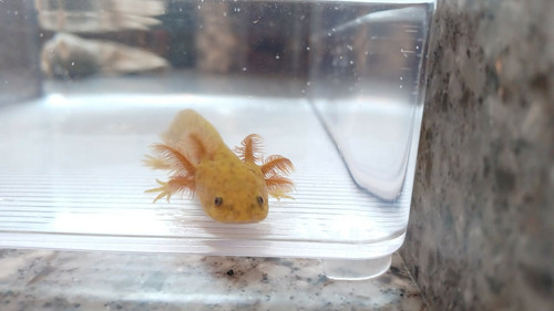 copper axolotl for sale Australia, Freckle