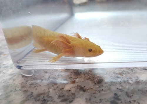 Freckle, copper axolotl photo 2
