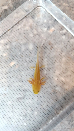 Freckle, copper axolotl photo 3