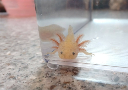 copper axolotl for sale Australia, Honey
