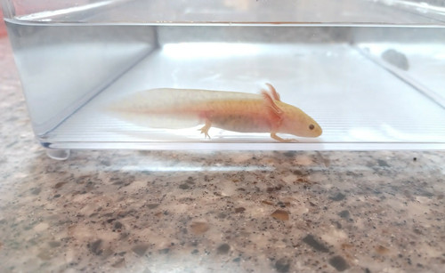 Honey, copper axolotl photo 2