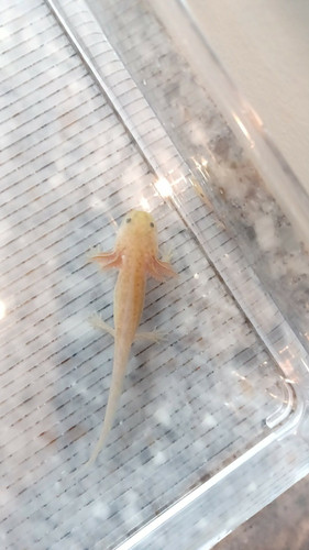 Honey, copper axolotl photo 3