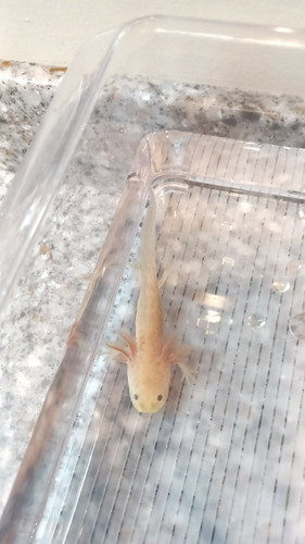 Honey, copper axolotl photo 4