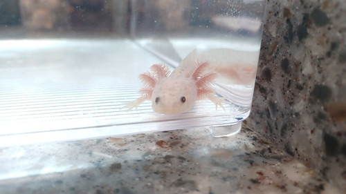 copper axolotl for sale Australia, Nugget