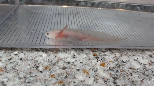 copper axolotl for sale Australia, Nugget