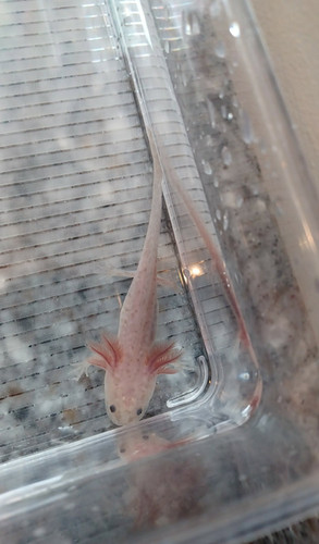 Nugget, copper axolotl photo 3