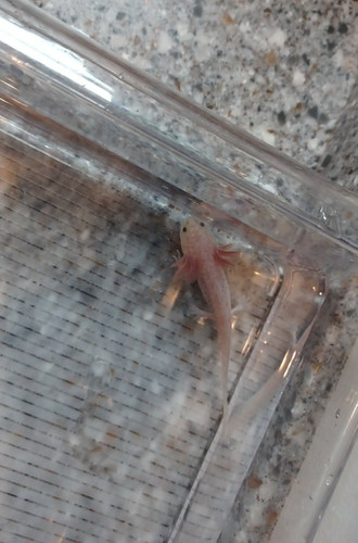 Nugget, copper axolotl photo 4