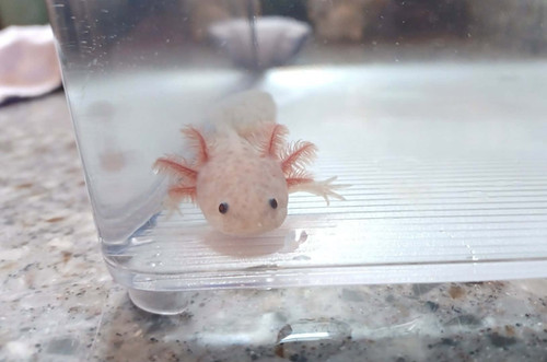 copper axolotl for sale Australia, Rusty